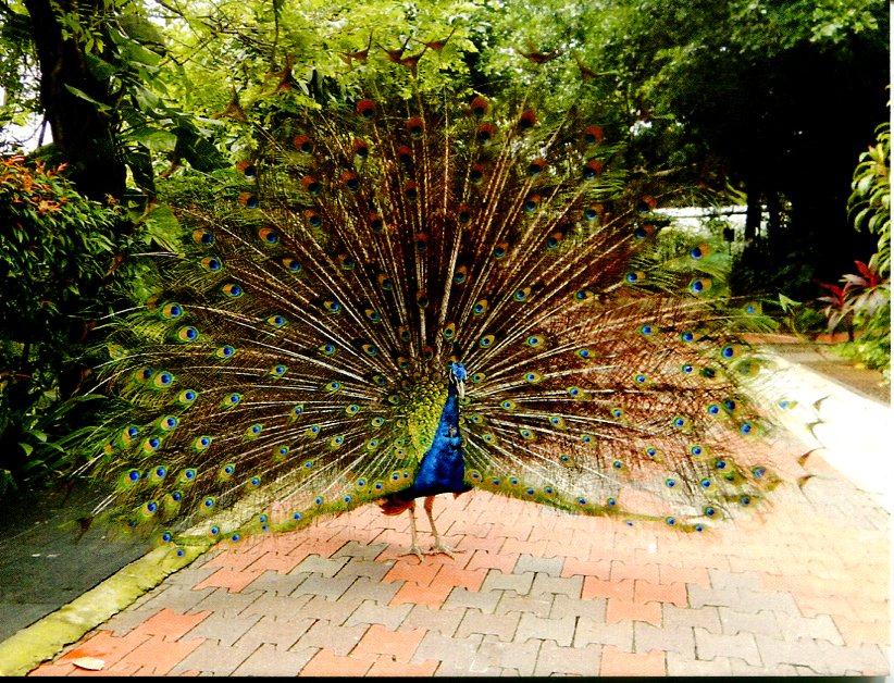 Indian Peafowl or Blue Peafowl (Peacock)